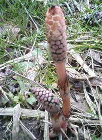 つくしがいっぱい