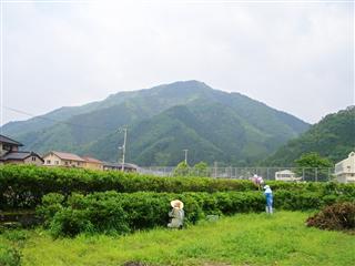 お茶摘みをしました！