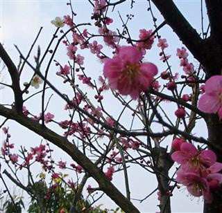 ようやく梅の花が開花しました